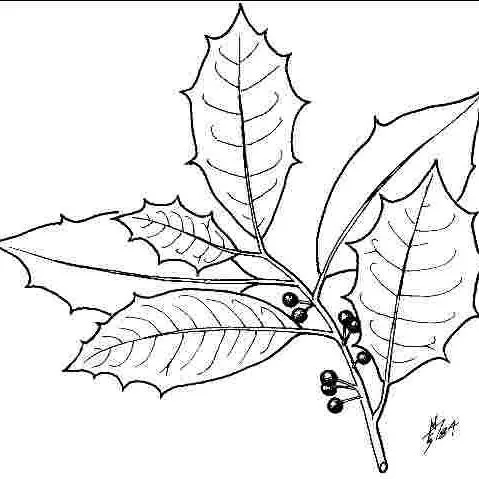 thumbnail for publication: Ilex opaca 'Calloway': 'Calloway' American Holly
